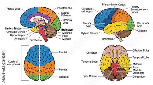 Human Brain Anatomy Diagram with Labeled Sections