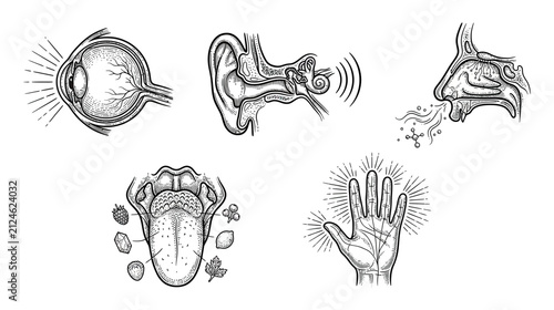 Human Senses Anatomy Diagrams Isolated