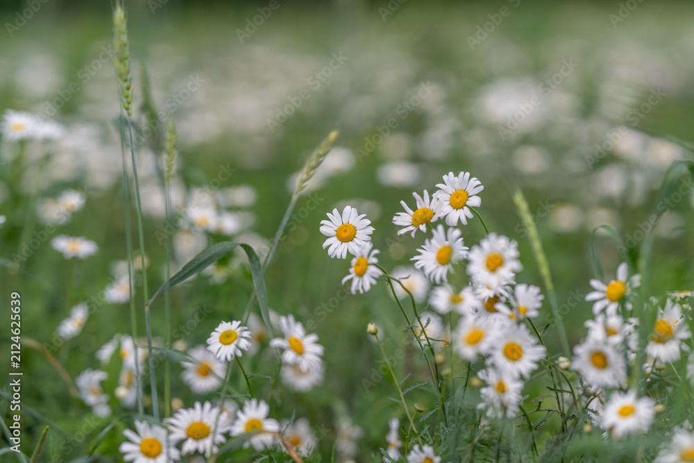 Fototapeta premium Bright daisies dance in a sunlit meadow during a warm summer afternoon, creating a serene and vibrant landscape filled with life