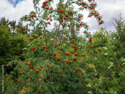 Canvastavla Rowan tree covered with bright orange-red berries growing in a green forest under a cloudy summer sky, natural seasonal landscape in Europe
