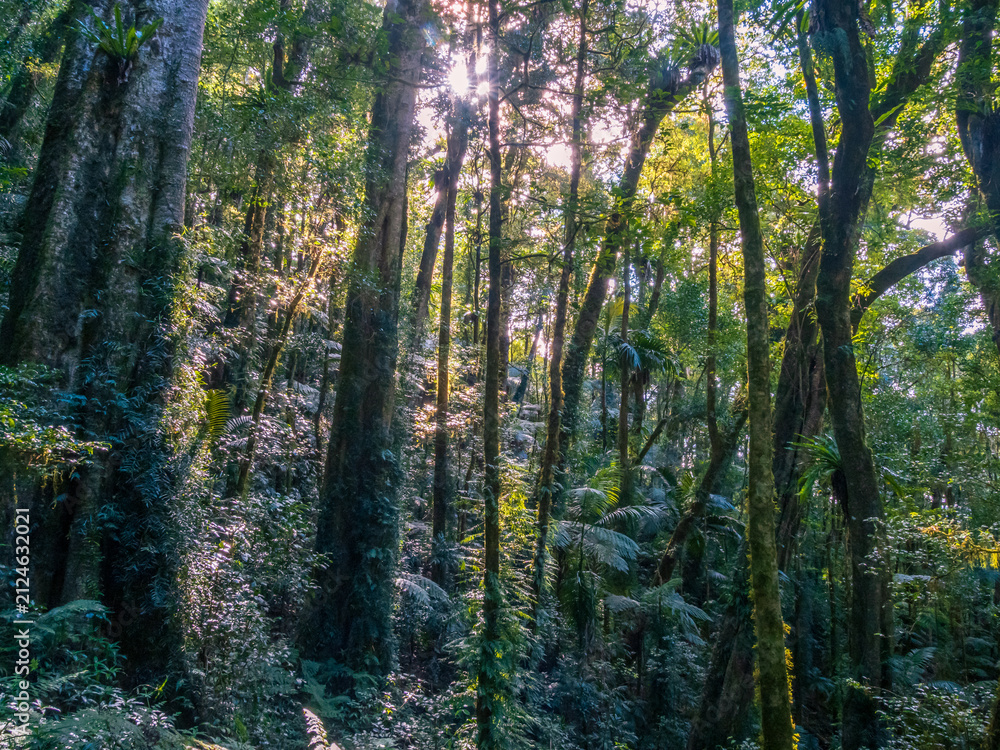 Fototapeta premium Light in the Forest