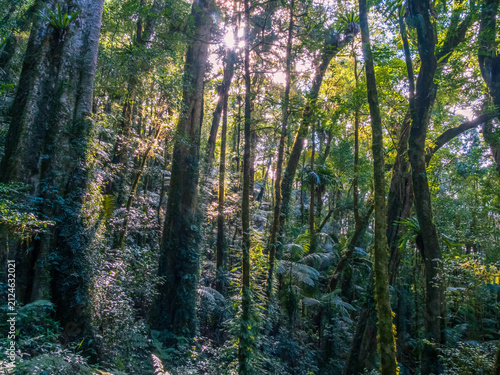 Light in the Forest
