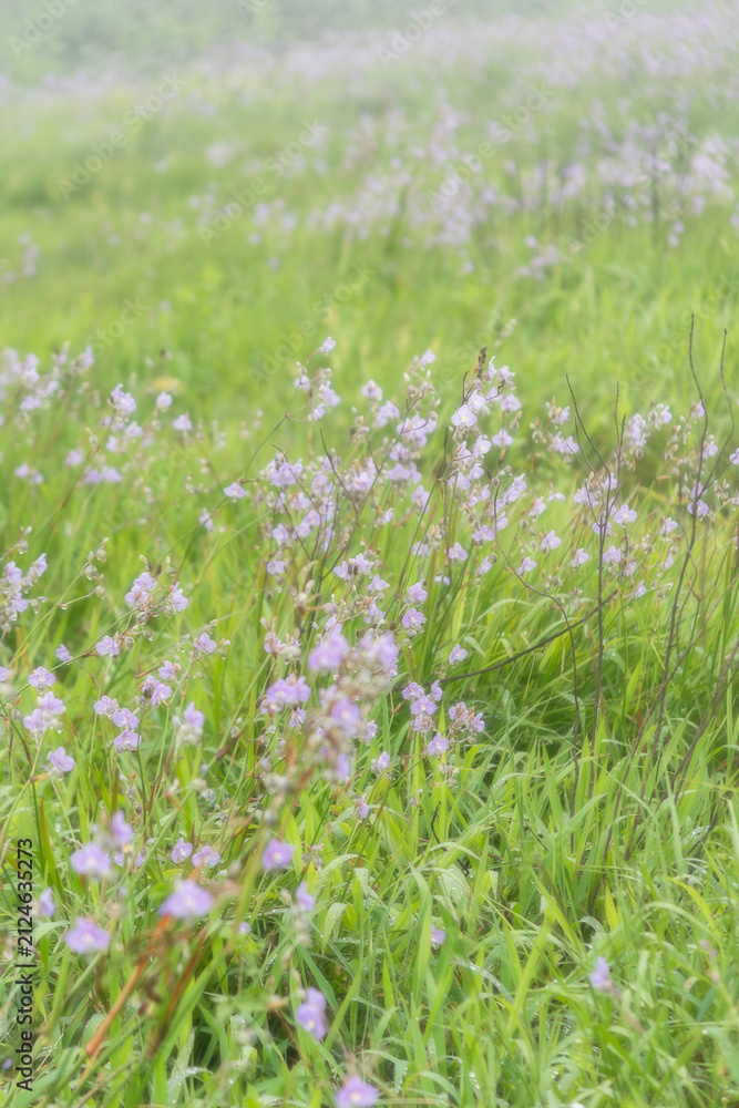 Fototapeta premium Flower's field in Phu Soi Dao national park, Uttaradit province, Thailand.