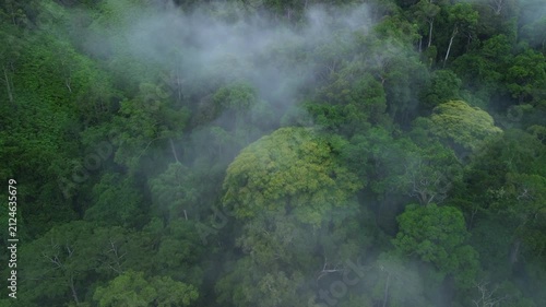 Drone flyover through morning mist toward flowering rainforest tree in primary tropical rainforest near Sungai Tembeling, Al-Sultan Abdullah Royal Tiger Reserve, Pahang, Malaysia