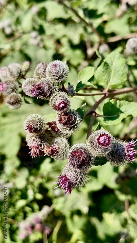Fotografía Blooming burdock flowers with purple heads close up photo