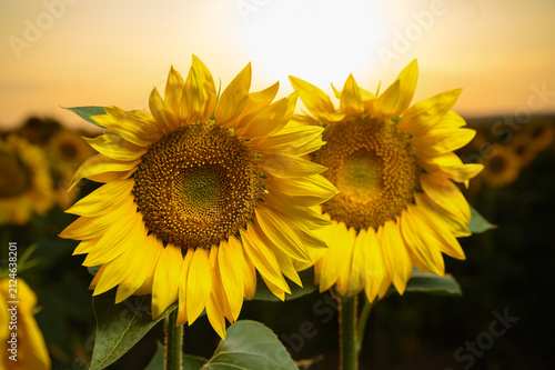 Sunflowers in golden light