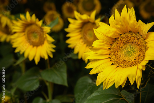 Sunflowers in golden light