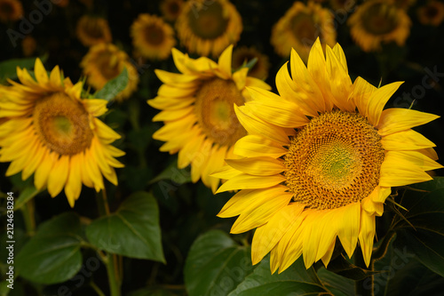 Sunflowers in golden light