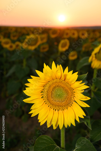 Sunflowers in golden light