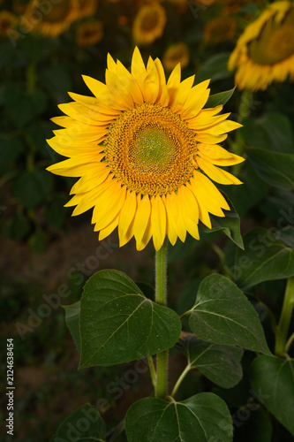Sunflowers in golden light