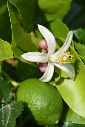 A white lemon blossom on the same branch as green fruits