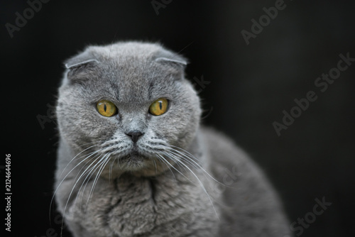 фотографія Close-up portrait of a gray Scottish Fold cat with striking golden eyes looking directly at the camera