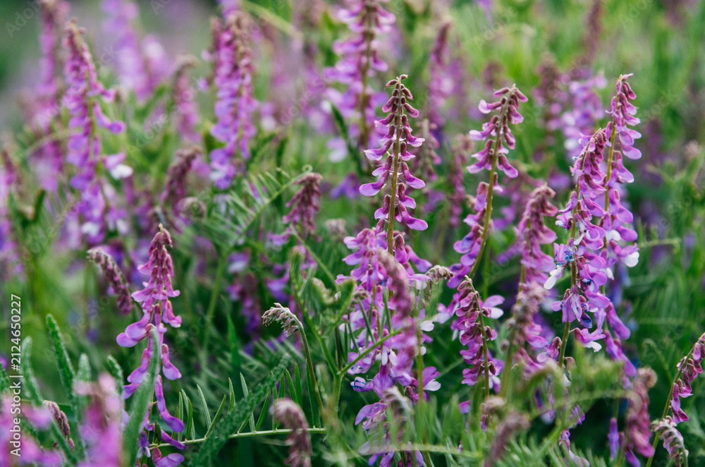 Obraz premium Close-up of blooming tufted vetch (Vicia cracca) with delicate purple flowers in a lush green meadow. Wild legume plant growing in natural habitat, captured with soft focus and shallow depth of field