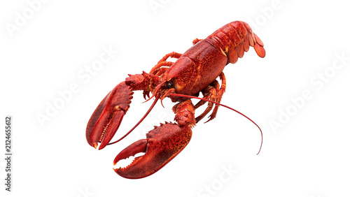 Fotografía Fresh red cooked lobster seafood delicious gourmet restaurant ingredient isolate