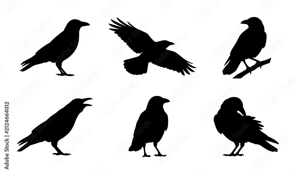 Fototapeta premium Crow Silhouette Collection, Bird Vector Icons, Black Raven Graphics, Avian Wildlife Set