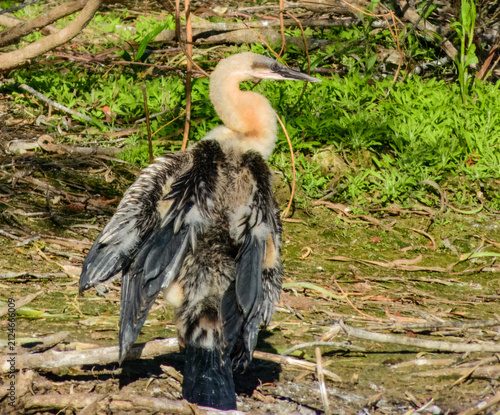 Fotografía Australasian Darter (Anhinga melanogaster) in Australia