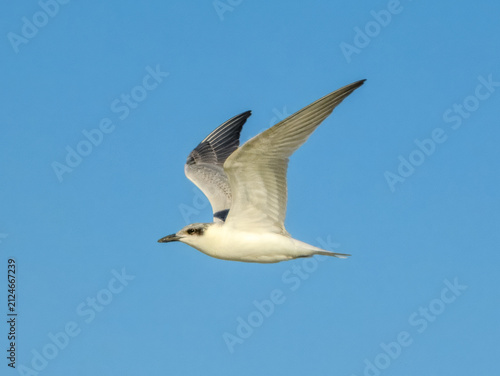 Australian Tern (Gelochelidon macrotarsa) in Australia