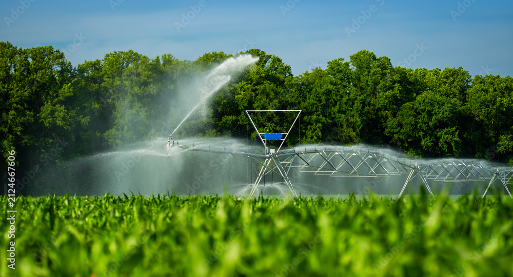 Fototapeta premium Irrigation with watering sprinkler. Irrigation beside watering sprinkler. Rural irrigation across fields. Agricultural irrigation across crops.