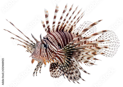 Photography Lionfish Isolated on White Background