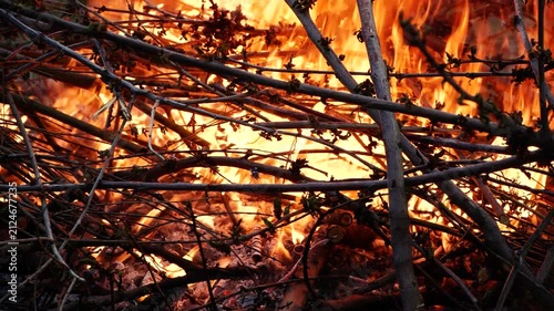 Closeup burning campfire, fire flames on wood logs and tree branches in forest