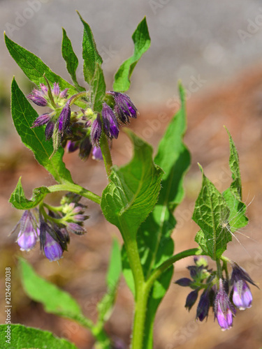 Foto Symphytum officinale