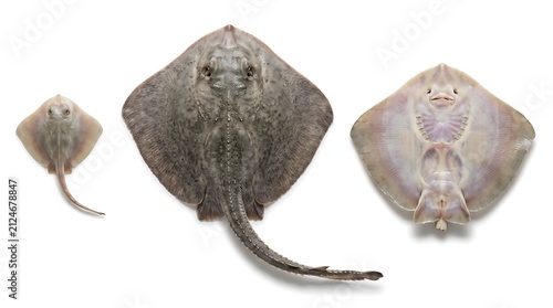 Three different views of stingrays isolated on a white background.
