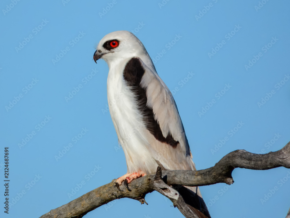 Fototapeta premium Letter-winged Kite (Elanus scriptus) in Australia