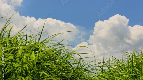 夏の草原と入道雲　阿蘇