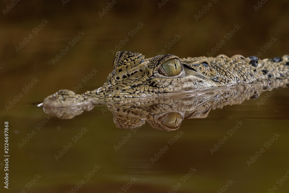 Fototapeta premium The saltwater crocodile (Crocodylus porosus), often called the 