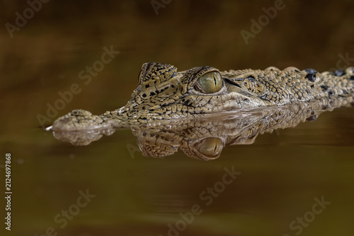 The saltwater crocodile (Crocodylus porosus), often called the 