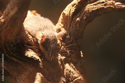 Photography mouse (?) in a zoo in vienna in austria