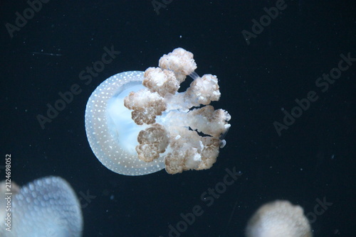 Photography jellyfish in a zoo in vienna in austria