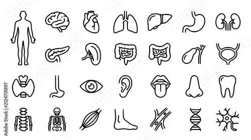 Bild auf Leinwand anatomy, human, body, internal, organ, system, medical, healthcare, biology, sci