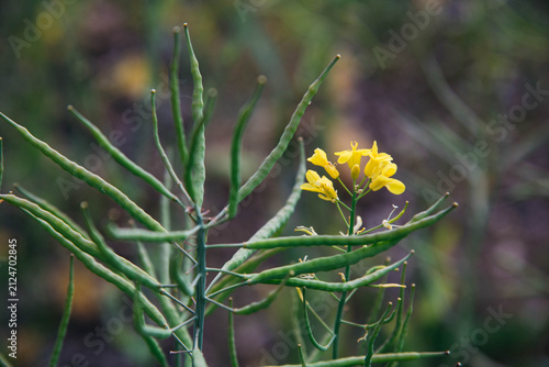 Konstfotografi Close-up of a rapeseed plant (Brassica napus) with green seed pods and remaining yellow flowers