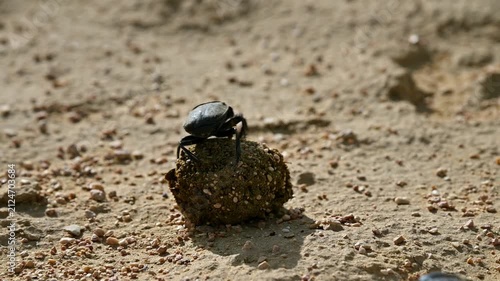 Dung beetles engage in battle over dung ball on sandy ground in slow motion