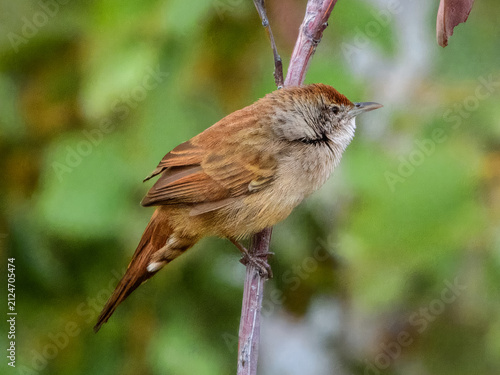 Bild auf Leinwand Spinifexbird (Poodytes carteri) in Australia