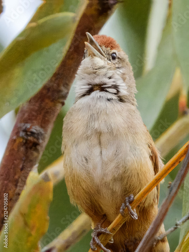 Foto Spinifexbird (Poodytes carteri) in Australia