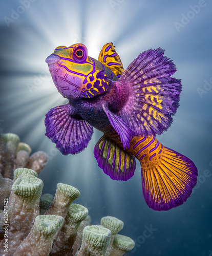 Vibrant Mandarin Fish Swimming Near Coral Reef in Deep Blue Ocean Water