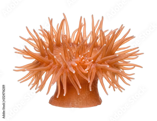 Canvastavla Vibrant sea anemone png Orange sea anemone cutout Peach sea anemone png Tropical
