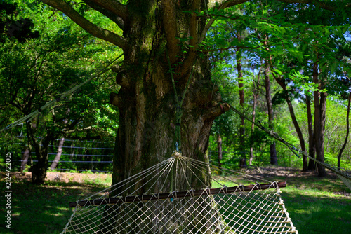 Scenic landscape view of a hammock hanging on a large tree in a lush green forest with dappled sunlight