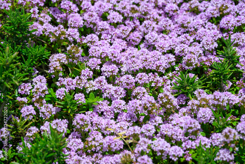 Scenic landscape view of a dense carpet of blooming purple and pink flowers with green foliage in spring