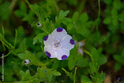 Close-up view of a delicate white flower with distinctive purple spots on the petals surrounded by green leaves in spring