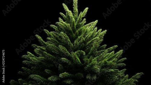 Classic green spruce christmas tree isolated on a solid black background with christmas evergreen isolated background celebration decoration