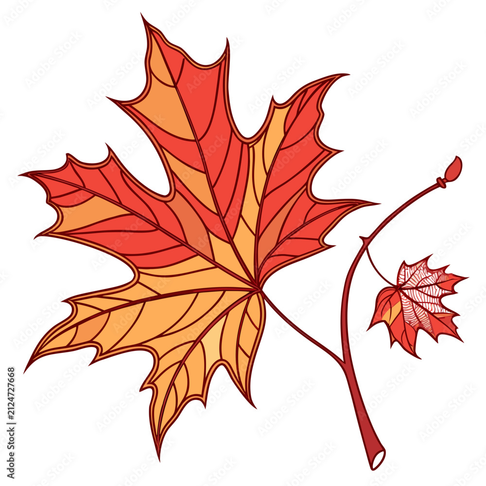 Fototapeta premium Autumn maple leaf branch botanical drawing with botanical