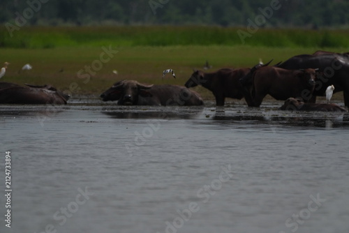 Fotografie Water buffalo doze in dim light while a kingfisher flies above the tropical wetl