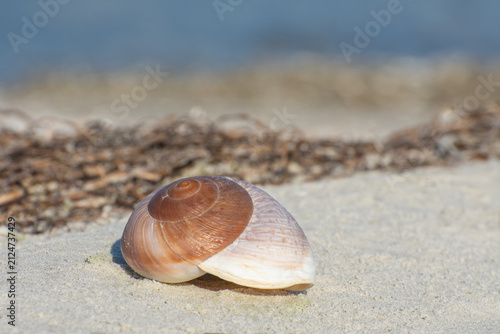 Foto Beautiful seashell on shell beach near surf line and spindrift