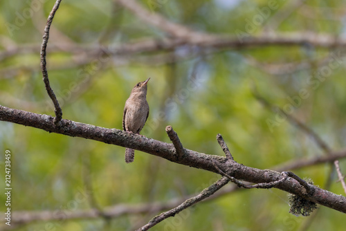 The Carolina wren (Thryothorus ludovicianus). This wren is the state bird of South Carolina.