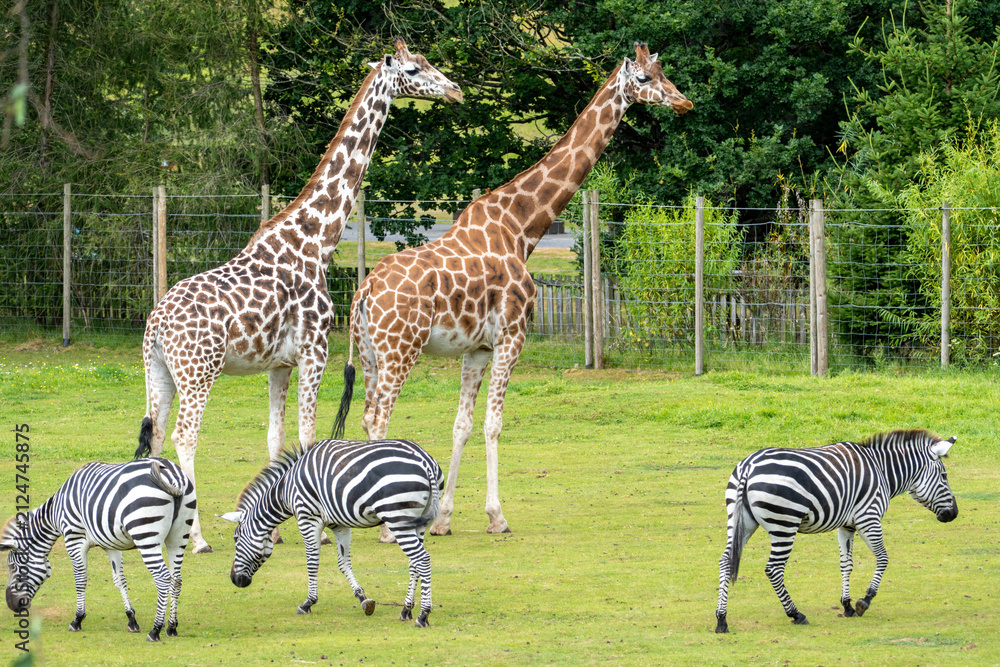 Naklejka premium Giraffes and Zebras Grazing Together on Green Grass