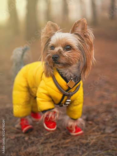 Canvastavla Cute Yorkshire terrier dog wearing yellow warm jumpsuit and red boots standing i