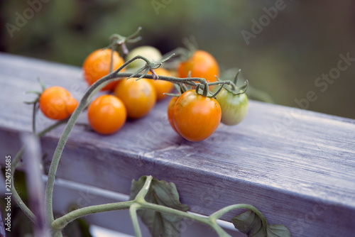 Photography tomatoes on the vinenacka,sverige,sweden,summer,stockholm,